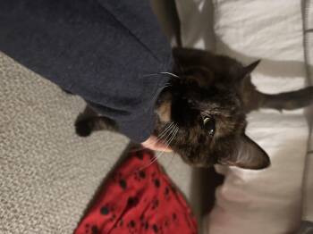 Rescue Domestic Short Hair Cats for Adoption in Nashville, Tennessee - Tina | PetCurious