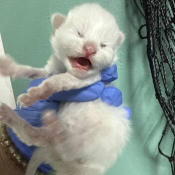 IVHS-Stray-137165 -  Siamese Cat for Adoption in San Gabriel, California - IVHS-Stray-137165 | PetCurious