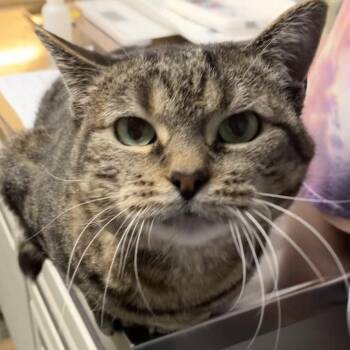 Autumn -  Domestic Short Hair Cat for Adoption in Dekalb, Illinois - Autumn | PetCurious