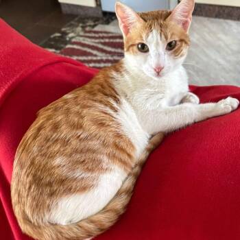 Domestic Short Hair Cats Available for Adoption in Brampton, Ontario - Candy Y. | PetCurious