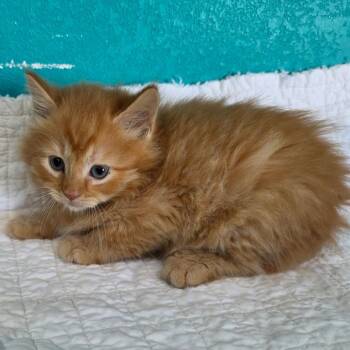 Domestic Long Hair Cats Available for Adoption in Jefferson City, Tennessee - Bruce Banner | PetCurious