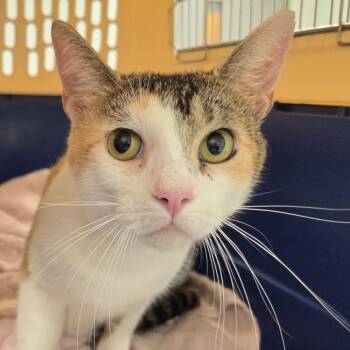 Natalie -  Domestic Short Hair Cat Available for Adoption in Chattanooga, Tennessee - Natalie | PetCurious