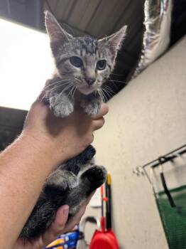 Striper -  Domestic Short Hair Cat for Adoption in Shelbyville, Tennessee - Striper | PetCurious