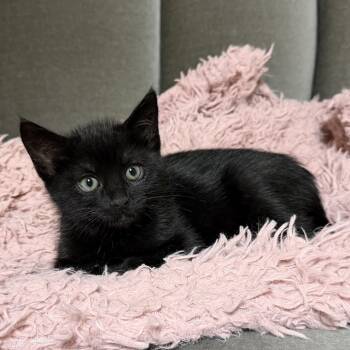 Domestic Short Hair Cats Available for Adoption in Portland, Oregon - Grackle | PetCurious