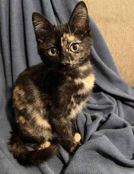 Tessa -  Domestic Medium Hair and Domestic Short Hair Cat for Adoption in St. Peters, Missouri - Tessa | PetCurious