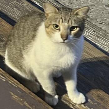 Bill -  Domestic Short Hair Cat for Adoption in Johnstown, Pennsylvania - Bill | PetCurious