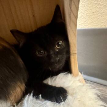 Rescue Domestic Short Hair Cats for Adoption in Las Vegas, Nevada - Tempest | PetCurious