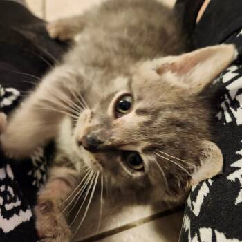 Bastigor -  Domestic Short Hair Cat for Adoption in Springfield, Illinois - Bastigor | PetCurious