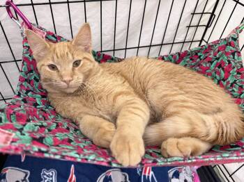 Domestic Short Hair Cats Available for Adoption in Lunenburg, Massachusetts - Chuck | PetCurious