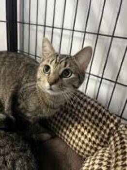 Domestic Short Hair Cats Available for Adoption - Boromir | PetCurious