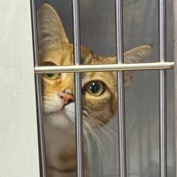 Rescue Domestic Short Hair Cats for Adoption in Redwood Valley, California - Blossom | PetCurious