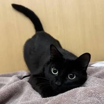 Catsy Cline -  Domestic Short Hair Cat for Adoption in Brentwood, Missouri - Catsy Cline | PetCurious