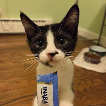 Roxy -  Domestic Short Hair Cat for Adoption in Portage, Michigan - Roxy | PetCurious