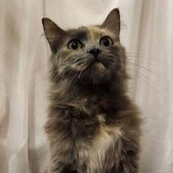 Beetle Bug -  Dilute Tortoiseshell and Tortoiseshell Cat for Adoption in Sacramento, California - Beetle Bug | PetCurious