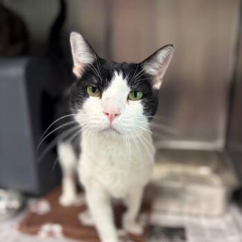 Freddie -  Domestic Short Hair Cat for Adoption in Kansas City, Kansas - Freddie | PetCurious