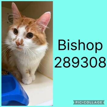 BISHOP -  Domestic Medium Hair Cat for Adoption in Macon, Georgia - BISHOP | PetCurious