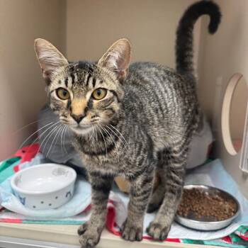 Joker -  Domestic Short Hair Cat for Adoption in Bradenton, Florida - Joker | PetCurious