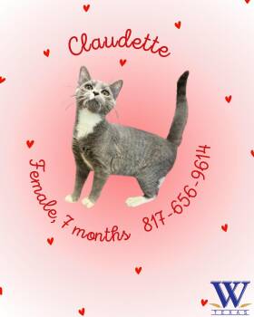 Rescue Domestic Short Hair Cats for Adoption in Watauga, Texas - Claudette | PetCurious