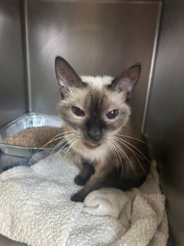 Bella Linda -  Domestic Short Hair and Siamese Cat for Adoption in Cumming, Georgia - Bella Linda | PetCurious