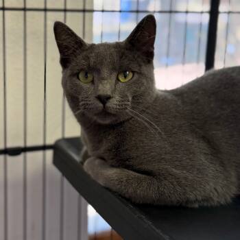 Rescue Domestic Short Hair Cats for Adoption in Fort Smith, Arkansas - Smokey | PetCurious