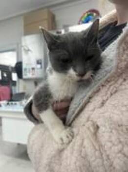 Rescue Domestic Short Hair Cats for Adoption in Indianapolis, Indiana - Ava | PetCurious