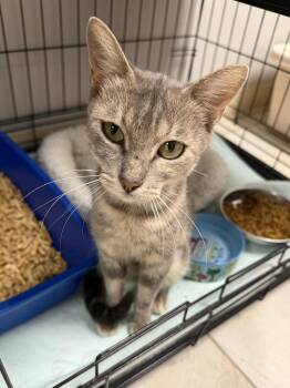 Munro -  Domestic Short Hair Cat for Adoption in INDN HBR BCH, Florida - Munro | PetCurious