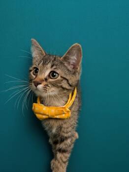 Waffles -  Domestic Short Hair Cat for Adoption in Syosset, New York - Waffles | PetCurious