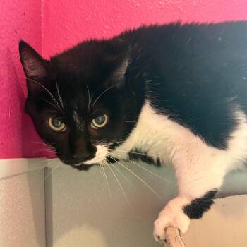 Daisy -  Domestic Short Hair Cat for Adoption in West Des Moines, Iowa - Daisy | PetCurious