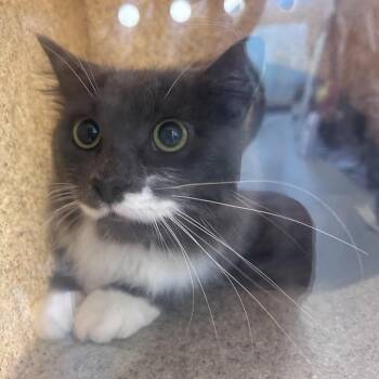 Stellus -  Domestic Short Hair Cat for Adoption in Philadelphia, Pennsylvania - Stellus | PetCurious