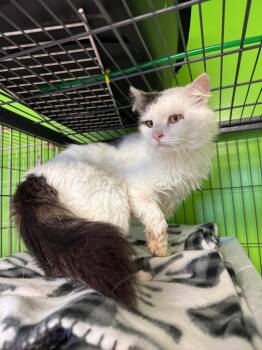 Worksite -  Domestic Medium Hair Cat for Adoption in Johnson City, Tennessee - Worksite | PetCurious