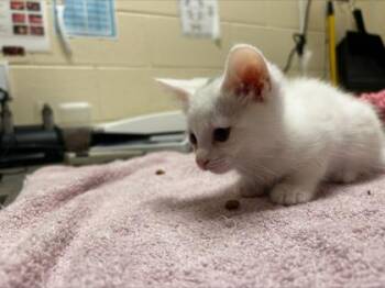 Noelle -  Domestic Short Hair Cat for Adoption in Westland, Michigan - Noelle | PetCurious
