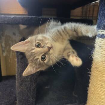 Domestic Short Hair Cats Available for Adoption in Lancaster, Kentucky - Chewy | PetCurious