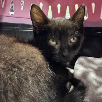 Willie -  Domestic Short Hair Cat for Adoption in Tampa, Florida - Willie | PetCurious