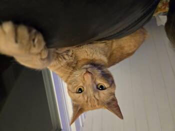 Romeo -  Domestic Short Hair Cat for Adoption in Philadelphia, Pennsylvania - Romeo | PetCurious