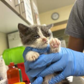 General Biscuit Paws -  Domestic Short Hair Cat for Adoption in Asheville, North Carolina - General Biscuit Paws | PetCurious