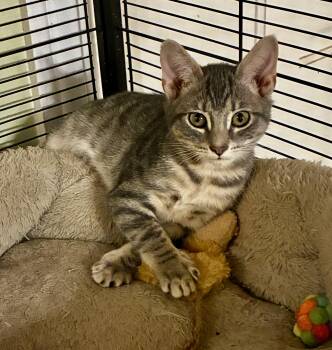 Sylvie -  Tabby Cat for Adoption in Theodore, Alabama - Sylvie | PetCurious