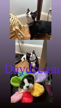 Rescue Domestic Short Hair and Tuxedo Cats for Adoption in Hazlet, New Jersey - Day Dream | PetCurious