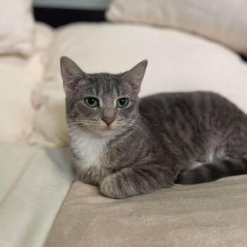 Aqua -  Domestic Short Hair Cat for Adoption in Plainfield, Illinois - Aqua | PetCurious