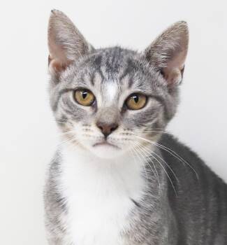 Rachel is RIDICULOUSLY SWEET - gorgeous too -  Silver and Tabby Cat for Adoption in Bedford Hills, New York - Rachel Is RIDICULOUSLY SWEET - Gorgeous Too | PetCurious