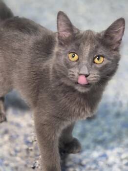 Harriet the spy -  Domestic Short Hair Cat for Adoption in Mishawaka, Indiana - Harriet The Spy | PetCurious