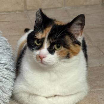 Cali -  Domestic Short Hair Cat Available for Adoption in Traverse City, Michigan - Cali | PetCurious