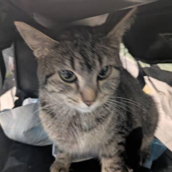 Domestic Short Hair Cats Available for Adoption - Layla | PetCurious