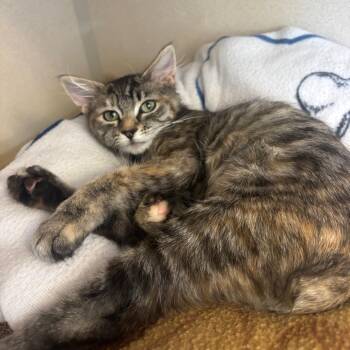 Mocha (grey blue collar) -  Domestic Medium Hair Cat for Adoption in Redwood City, California - Mocha (grey Blue Collar) | PetCurious