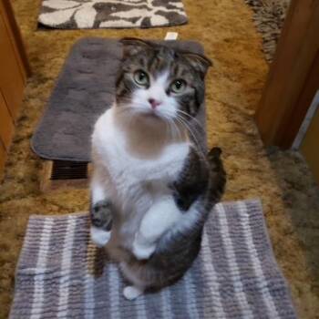 Mimi -  Scottish Fold Cat Available for Adoption in Midland, Texas - Mimi | PetCurious