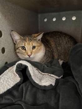 ALICIA -  Domestic Short Hair Cat for Adoption in Louisville, Kentucky - ALICIA | PetCurious