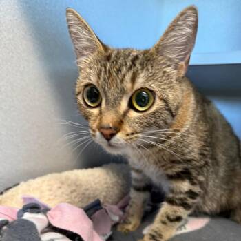 Noodle -  Domestic Short Hair Cat for Adoption in Washougal, Washington - Noodle | PetCurious
