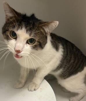 Rescue Domestic Short Hair Cats for Adoption in New Castle, Indiana - Todd | PetCurious