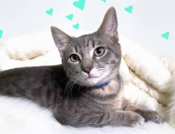 Domestic Short Hair Cats Available for Adoption - SMITTY | PetCurious
