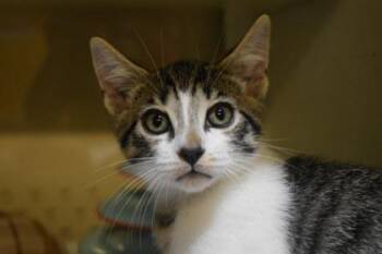 Android -  Domestic Short Hair Cat for Adoption in Kansas City, Missouri - Android | PetCurious