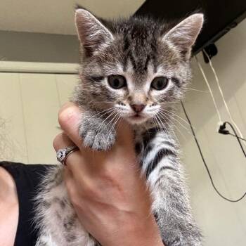 Pogs -  Domestic Short Hair Cat for Adoption in Buffalo, Minnesota - Pogs | PetCurious